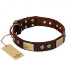 "Shining Armour" FDT Artisan Brown Leather Pitbull Collar with Decorations