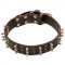 Fashionable Leather Pitbull Collar with Brass Studs and Nickel Spikes