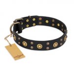 "Cosmic Glow" FDT Artisan Black Leather Pitbull Collar with Brass-Plated Studs