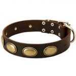 Exclusive Leather Pitbull Collar with Oval Plates