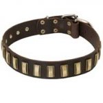 Designer Leather Pibull Collar Decorated with Small Brass Plates
