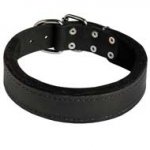 Practicable Padded Leather Pitbull Collar for Effective Training
