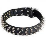 Leather Pitbull Collar Decorated with 3 Rows of Spikes