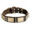 Designer Leather Pitbull Collar with Massive Brass Plates and Nickel Spikes