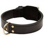 Universal 2 ply Leather Pitbull Collar for Training and Walking