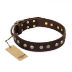 "Bronze Sheen" FDT Artisan Leather Pitbull Collar with Brass-Plated Studs