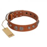 "Era Infinitum" FDT Artisan Tan Leather Pitbull Collar Adorned with Chrome-plated Circles
