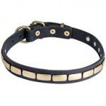 Exceptional Leather Pitbull Collar with Brass Plates for Walking