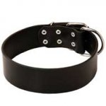 Classic Extra Wide Leather Dog Collar for Pitbull Training