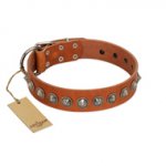 "Silver Spike" Handmade FDT Artisan Tan Leather Pitbull Collar with Old Silver-Like Spikes