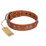 "Woofy Majesty" FDT Artisan Tan Leather Pitbull Collar with Round Silver-like Plates