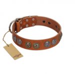 "Luxurious Life" Premium Quality FDT Artisan Tan Leather Pitbull Collar with Round Adornments
