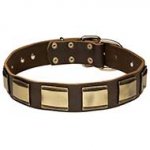 Designer Leather Pitbull Collar with Vintage Plates