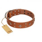 "Dreamy Gleam" FDT Artisan Tan Leather Pitbull Collar Adorned with Stars and Squares