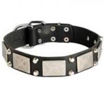 Fashion War Leather Pitbull Collar with 2 Pyramids and Plate Adornment