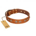 "Precious Relic" FDT Artisan Tan Leather Pitbull Collar Adorned with Old Bronze Look Studs