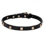 'Modern Style' Pit Bull Terrier Dog Walking Collar with Pyramids - 3/4 inch (20 mm) wide