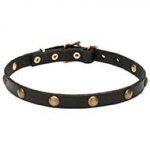 'Elegant Beauty' Pitbull Dog Collar with Brass Plated Circles - 4/5 inch (20 mm) Wide