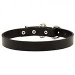 1 Inch Wide Leather Pitbull Collar With Steel Nickel Plated Hardware