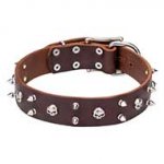 'Blackbeard' 1 3/5 inch (40 mm) Wide Leather Pitbull Dog Collar with Skulls and Spikes