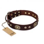 "Breath of Elegance" FDT Artisan Decorated with Plates Brown Leather Pitbull Collar