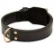 Universal 2 ply Leather Pitbull Collar for Training and Walking
