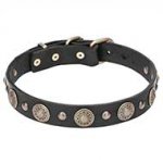 "Magic Necklace" Pit Bull Dog Collar Decorated with Brass Round Plates - 1 1/5 inch (30 mm) wide