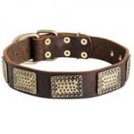 Walking Leather Pitbull Collar with Vintage Brass Plates