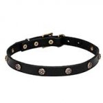 'Cloak and Sword' Pit Bull Dog Collar for Walking - 3/4 inch (20 mm) wide