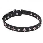 "Pleiades" 1 inch (25 mm) Pit Bull Dog Collar with Chrome Plated Fineries