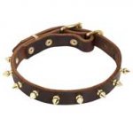 Goldish Spikes Leather Dog Collar for Pitbull