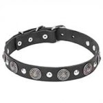 "Shiny Charm" 1 1/5 inch (30 mm) wide Pit Bull Dog Collar with Chrome Conchos and Half-Ball Studs