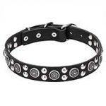 "Galactic Style" Pit Bull Dog Collar Decorated - 1 1/4 inch (30 mm) wide