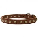 Designer Leather Pitbull Collar with Fancy Brass Studs