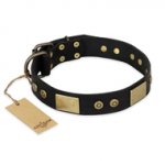 "Spanish night" FDT Artisan Fashionable Leather Walking Pitbull Collar