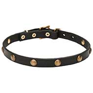 'Elegant Beauty' Pitbull Dog Collar with Brass Plated Circles - 4/5 inch (20 mm) Wide