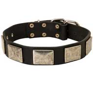 Walking Leather Pitbull Collar with Vintage Massive Plates