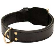 Universal 2 ply Leather Pitbull Collar for Training and Walking