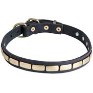Exceptional Leather Pitbull Collar with Brass Plates for Walking