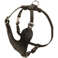 Heavy-Duty Padded Pitbull Harness for Effective Training