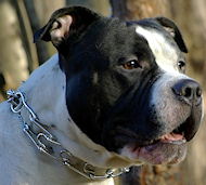 Stainless Steel Dog Pinch Collar for Amstaff