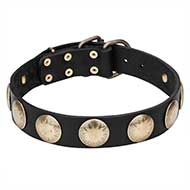 "Hip and Edgy" Pit Bull Leather Dog Collar with Brass Circles - 1 1/2 inch (40 mm) wide
