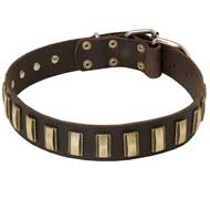 Designer Leather Pibull Collar Decorated with Small Brass Plates