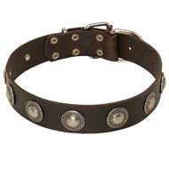 Original Wide Leather Pit Bull Collar With Silver Color Conchos