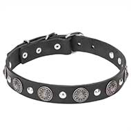 "Shiny Charm" 1 1/5 inch (30 mm) wide Pit Bull Dog Collar with Chrome Conchos and Half-Ball Studs