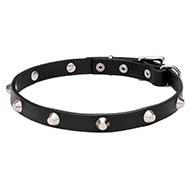 "Beauty & Elegance" Pit Bull Dog Collar with Shiny Cones 3/4 inch (20 mm) wide