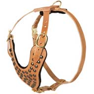 Custom Padded Leather Pitbull Harness with Beautiful Studs