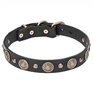 "Magic Necklace" Pit Bull Dog Collar Decorated with Brass Round Plates - 1 1/5 inch (30 mm) wide