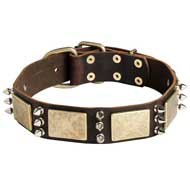 Designer Leather Pitbull Collar with Massive Brass Plates and Nickel Spikes