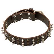 Fashionable Leather Pitbull Collar with Brass Studs and Nickel Spikes